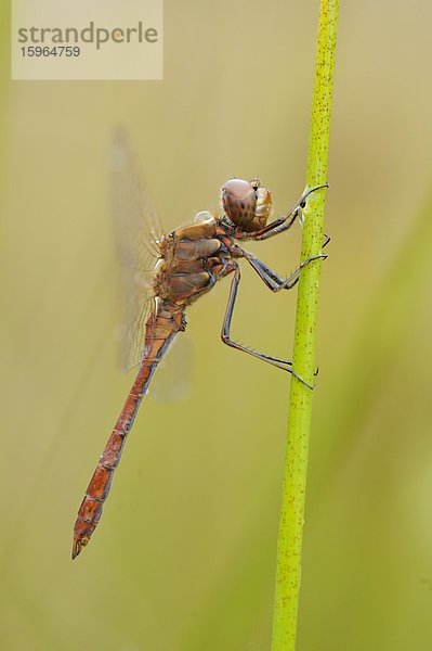 Close-up einer Großen Heidelibelle (Sympetrum striolatum) an einem Grashalm