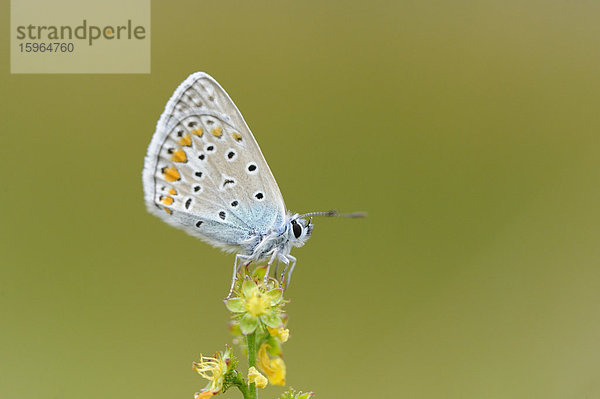 Close-up eines Hauhechel-Bläulings (Polyommatus icarus) an einer Blüte