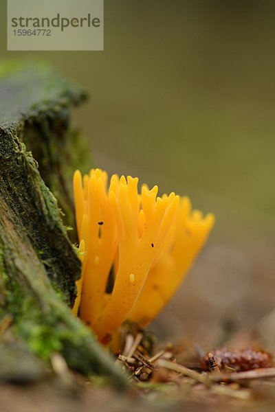 Klebriger Hörnling (Calocera viscosa)  close-up