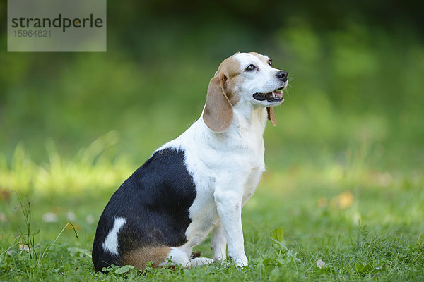 Beagle auf einer Wiese