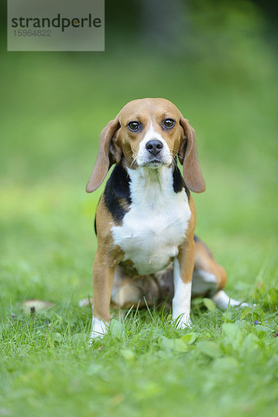 Beagle auf einer Wiese