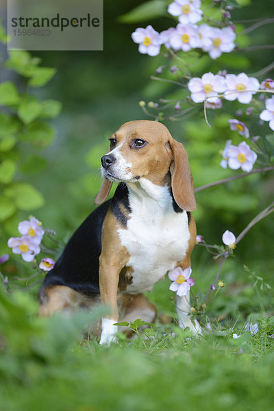 Beagle auf einer Wiese