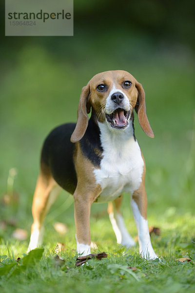 Beagle auf einer Wiese