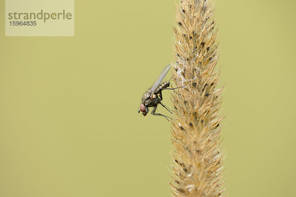 Fliege sitzt auf Gras