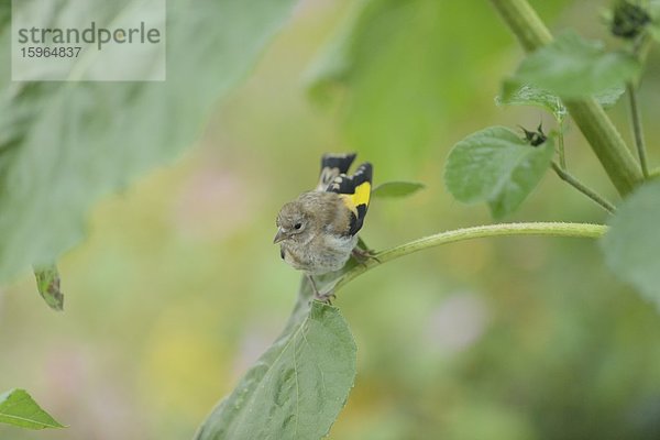 Distelfink (Carduelis carduelis) in einer Sonnenblume