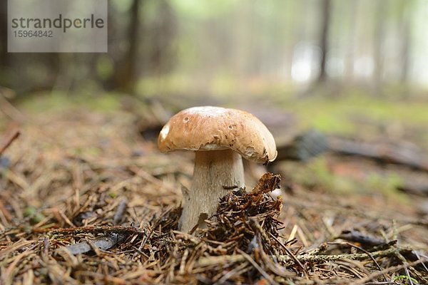 Steinpilz (Boletus edulis)  close-up