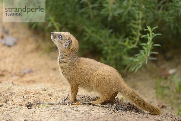 Junge Fuchsmanguste (Cynictis penicillata)