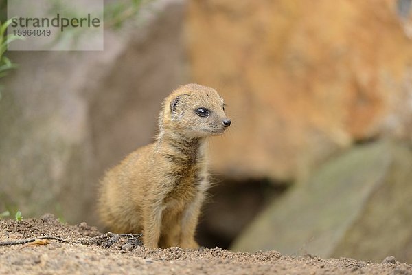 Junge Fuchsmanguste (Cynictis penicillata)