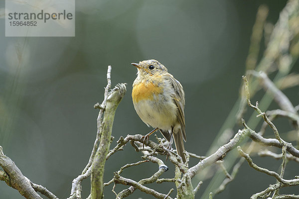 Rotkehlchen (Erithacus rubecula)