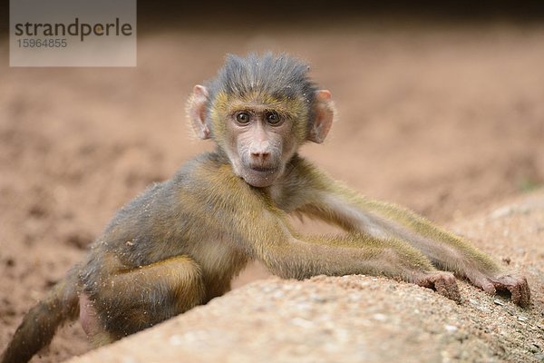 Junger Guinea-Pavian (Papio papio)