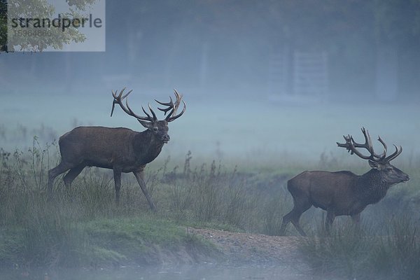 Zwei männliche Rothirsche (Cervus elaphus) an einem nebligen Morgen