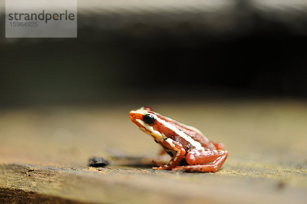 Phantasmaler Giftfrosch (Epipedobates tricolor)