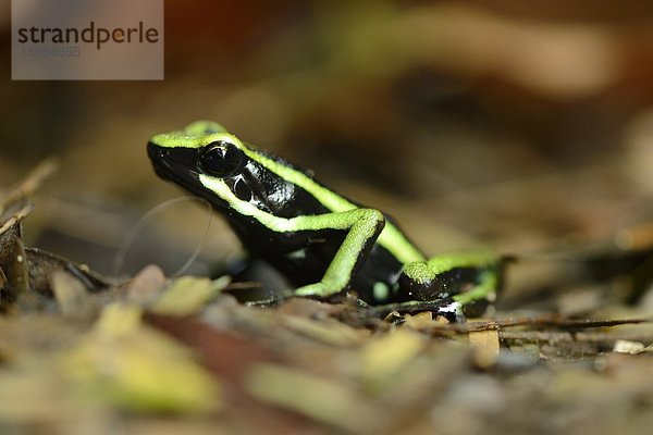 Tropischer Frosch auf dem Boden