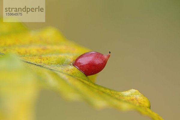 Buchengallmücken (Mikiola fagi) auf dem Blatt einer Rotbuche (Fagus sylvatica)  close-up