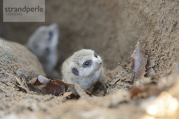 Zwei Erdmännchen-Babies (Suricata suricatta) vor ihrem Bau