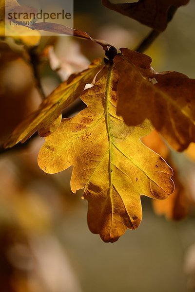 Blätter der Stieleiche (Quercus robur) im Herbst