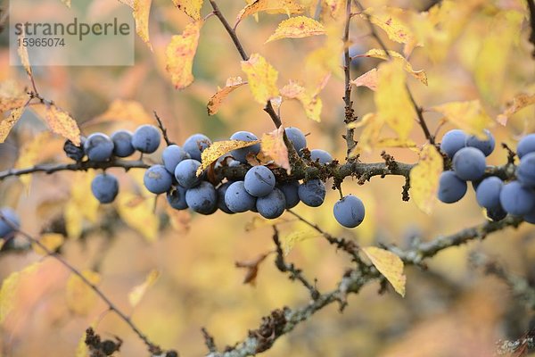 Früchte des Schlehdorns (Prunus spinosa) im Herbst