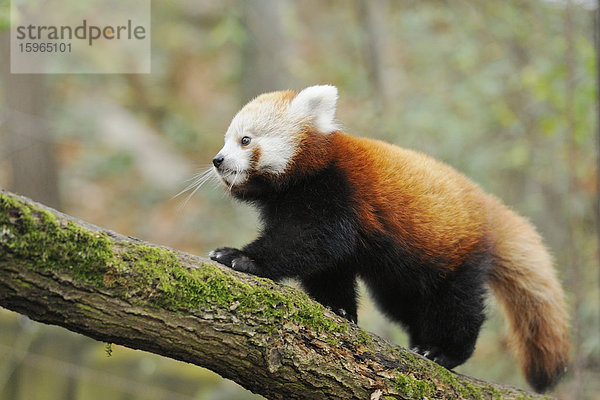 Junger Kleiner Panda (Ailurus fulgens) auf einem Ast