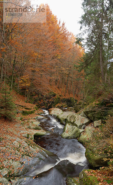 Gewässer im Herbst im Bayerischen Wald  Steinklamm  Spiegelau  Bayern  Deutschland