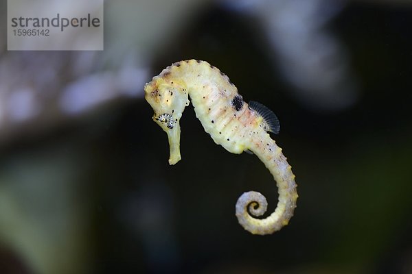 Nahaufnahme eines Langschnauzigen Seepferdchens (Hippocampus guttulatus)