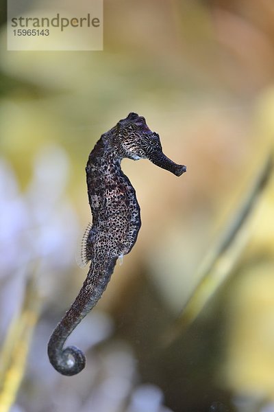 Nahaufnahme eines Langschnauzigen Seepferdchens (Hippocampus guttulatus)