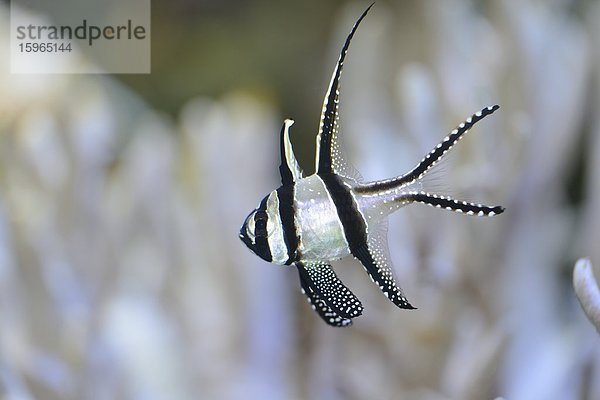 Nahaufnahme eines Banggai-Kardinalbarsches (Pterapogon kauderni)