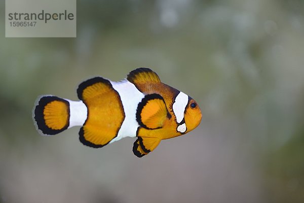 Nahaufnahme eines Falschen Percula-Anemonenfischs (Amphiprion ocellaris)