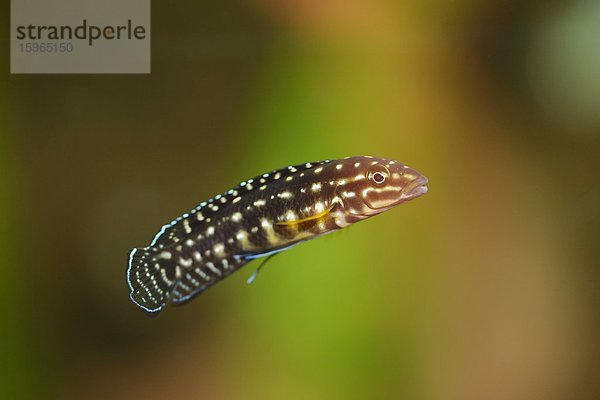 Nahaufnahme einer Schachbrett-Schlankcichlide (Julidochromis marlieri)