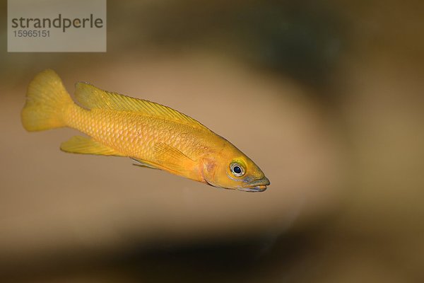 Nahaufnahme einer Tanganjika-Goldcichlide (Neolamprologus leleupi)