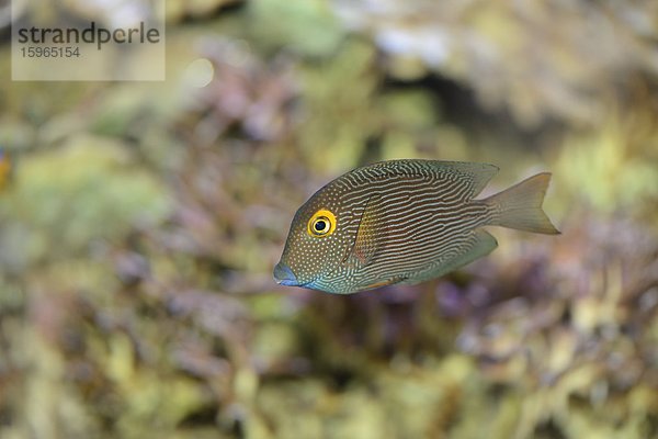 Nahaufnahme eines Goldring-Doktorfisches (Ctenochaetus strigosus)