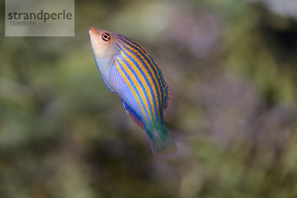 Nahaufnahme eines Sechsstreifen-Lippfischs (Pseudocheilinus hexataenia)