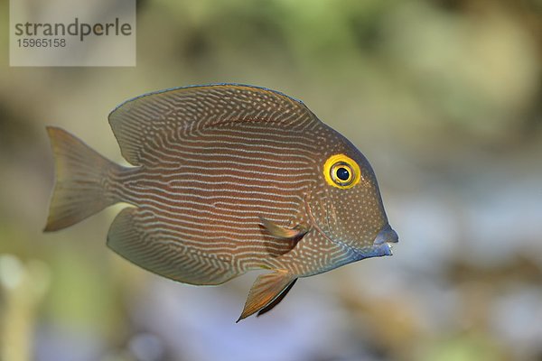 Nahaufnahme eines Goldring-Doktorfisches (Ctenochaetus strigosus)