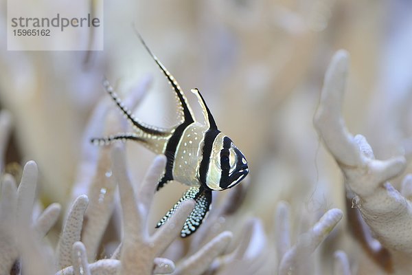 Nahaufnahme eines Banggai-Kardinalbarsches (Pterapogon kauderni)