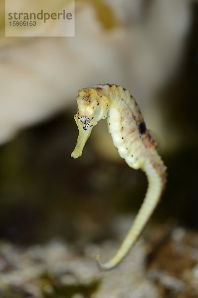 Nahaufnahme eines Langschnauzigen Seepferdchens (Hippocampus guttulatus)
