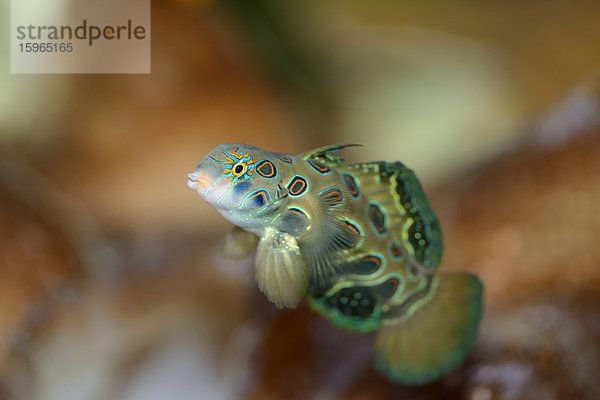 Nahaufnahme eines Prachtdrachenfisches (Synchiropus picturatus)