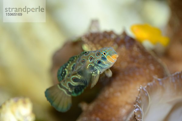 Nahaufnahme eines Prachtdrachenfisches (Synchiropus picturatus)