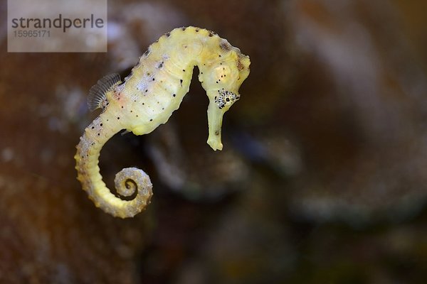Nahaufnahme eines Langschnauzigen Seepferdchens (Hippocampus guttulatus)