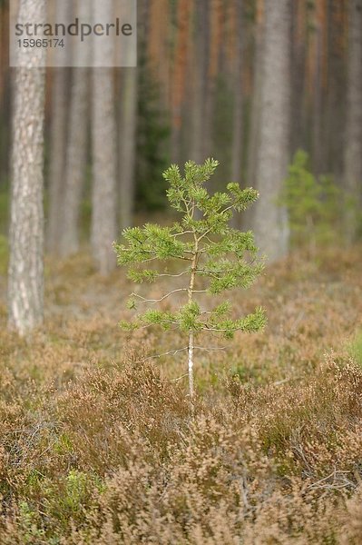 Junge Waldkiefer (Pinus sylvestris) im Kiefernwald  Bayern  Deutschland