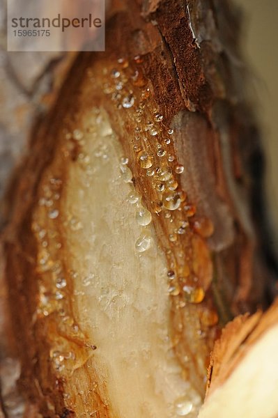 Nahaufnahme einer beschädigten Waldkiefer (Pinus sylvestris)  Baumstamm mit Harztropfen