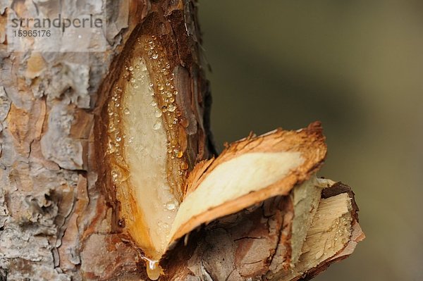 Nahaufnahme einer beschädigten Waldkiefer (Pinus sylvestris)  Baumstamm mit Harztropfen