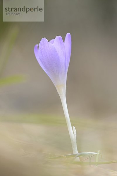 Nahaufnahme eines Elfen-Krokus (Crocus tommasinianus)