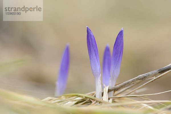 Nahaufnahme eines Elfen-Krokus (Crocus tommasinianus)