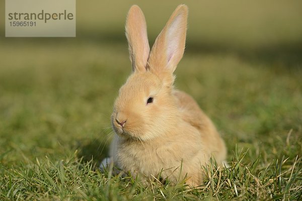 Sieben Wochen altes Hasen-Jungtier auf einer Wiese