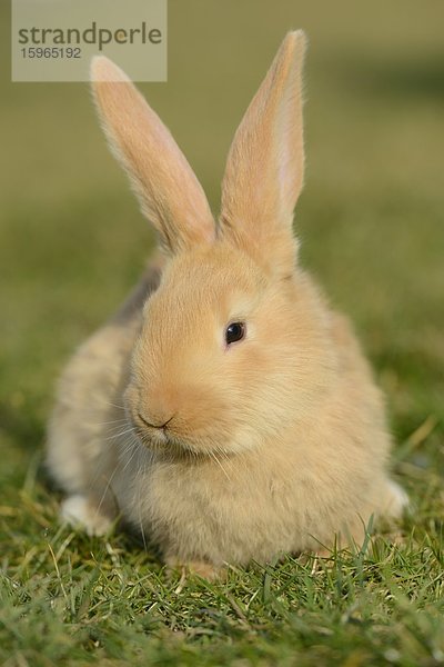 Sieben Wochen altes Hasen-Jungtier auf einer Wiese