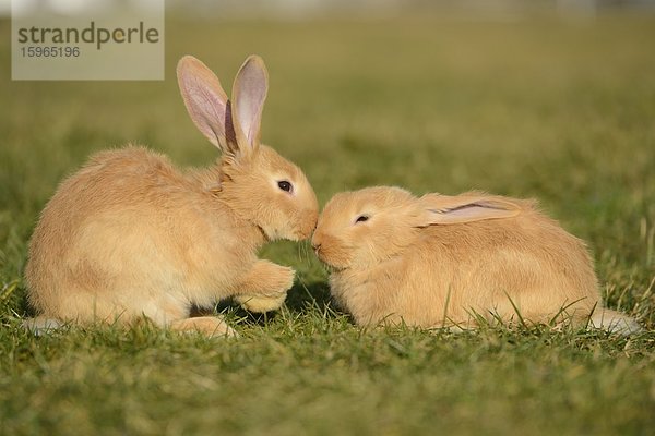 Zwei sieben Wochen alte Hasenjunge auf einer Wiese