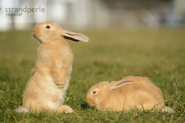 Zwei sieben Wochen alte Hasenjunge auf einer Wiese