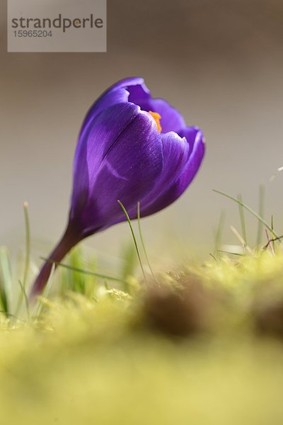 Nahaufnahme eines Frühlings-Krokus (Crocus vernus)