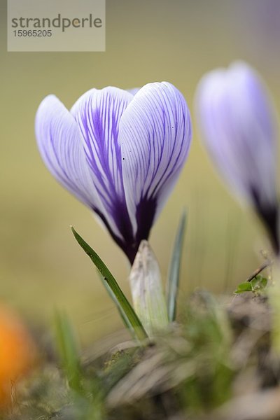 Nahaufnahme eines Frühlings-Krokus (Crocus vernus)