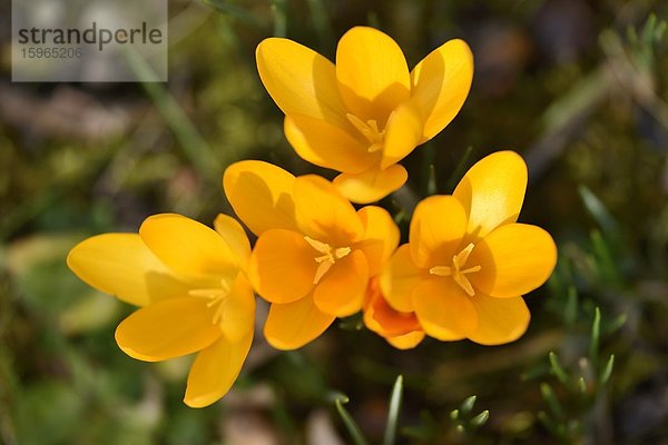 Nahaufnahme eines Frühlings-Krokus (Crocus vernus)