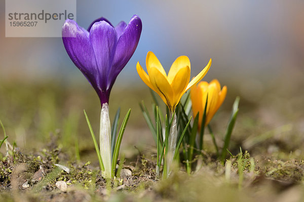 Nahaufnahme eines Frühlings-Krokus (Crocus vernus)